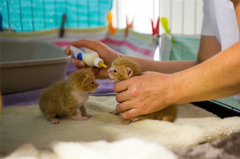   Auch nach der Fusion soll die Versorgung frei lebender Katzen gewährleistet bleiben
