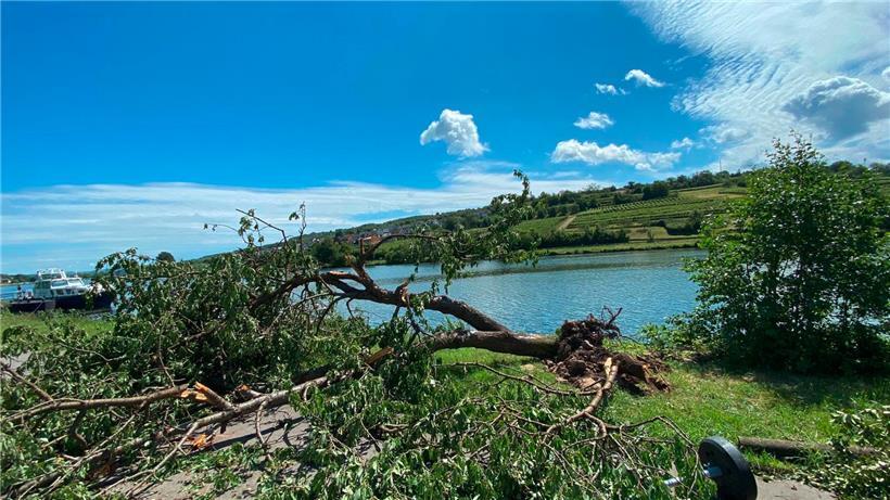 … riss sie aus dem Boden …