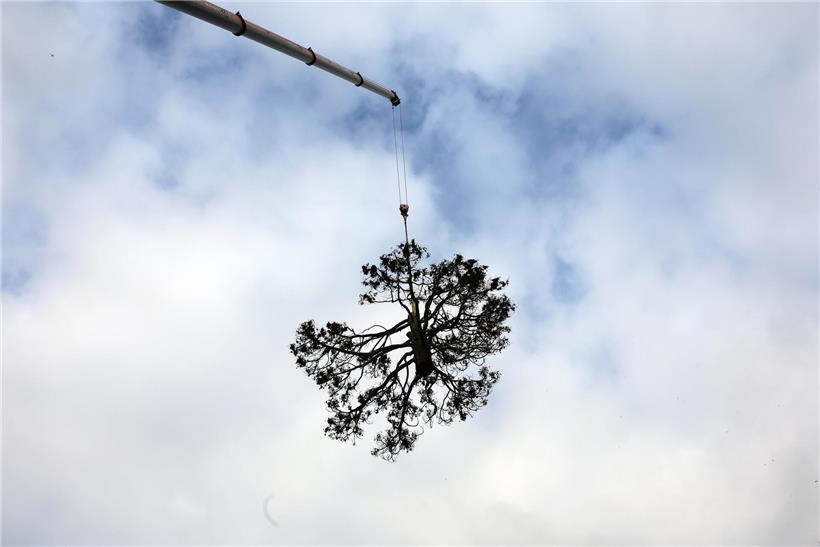 Vogel im Flug vor klarem Himmel, Symbol für Freiheit und Bewegung