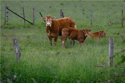 1.228 Rinder wurden positiv auf Blauzungenkrankheit getestet
