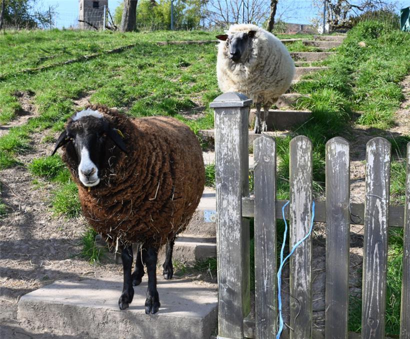 1.500 Euro feste Kosten hat die „FRiDA asbl“ pro Monat allein mit den Tieren, di...