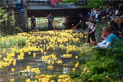 2019 schwammen die Enten auf der Petruss
