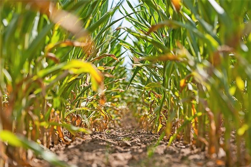 2022 wurden unter anderem Höchstwerte im Sommer gemessen
