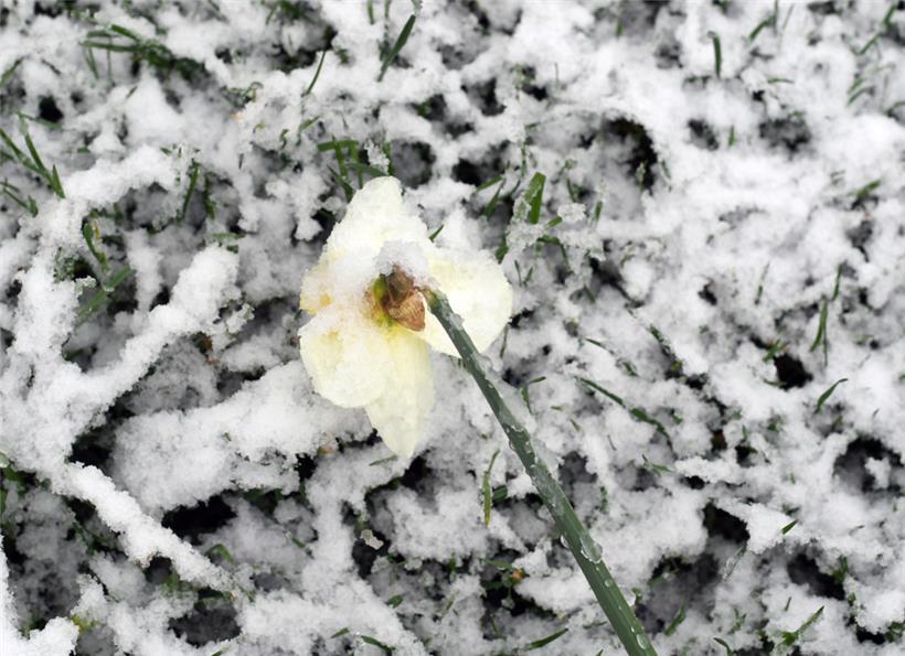 20220408.HM. Tempête de neige ce vendredi 8 avril 2022 sur le grand duché.
