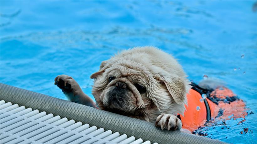 20230903 Dudelange , piscine , baignade pour chiens , Hundebaden , Foto: Editpre...