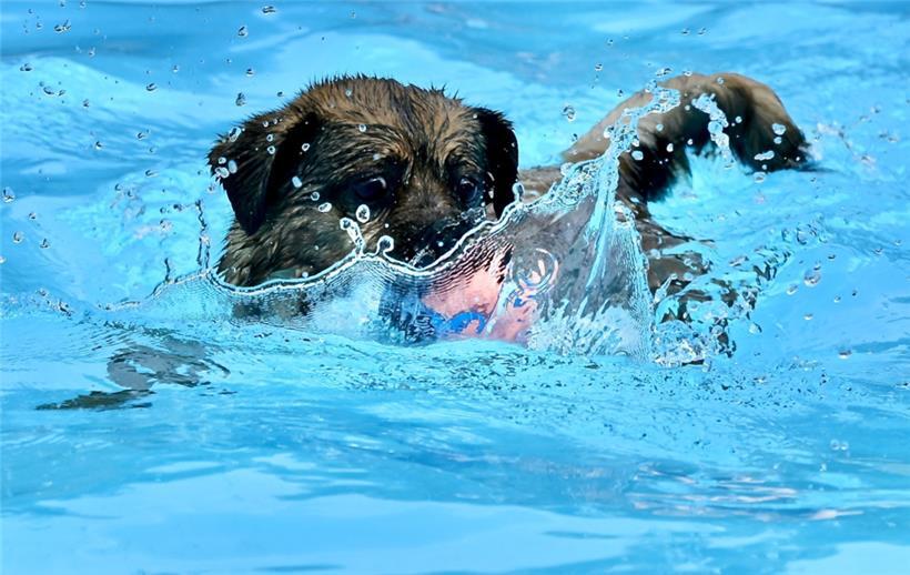 20230903 Dudelange , piscine , baignade pour chiens , Hundebaden , Foto: Editpre...