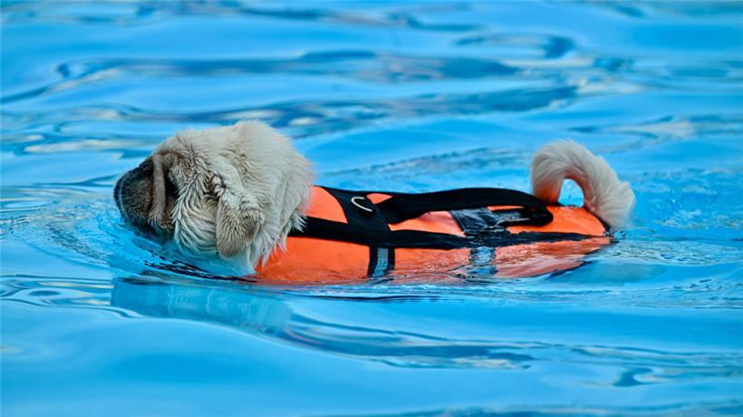 20230903 Dudelange , piscine , baignade pour chiens , Hundebaden , Foto: Editpre...