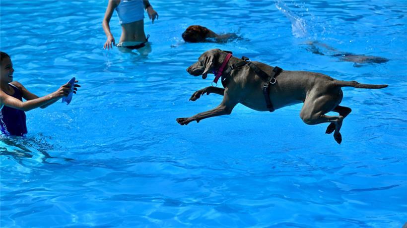 20230903 Dudelange , piscine , baignade pour chiens , Hundebaden , Foto: Editpre...