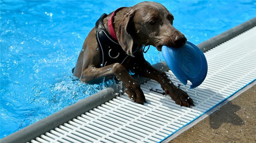 20230903 Dudelange , piscine , baignade pour chiens , Hundebaden , Foto: Editpre...