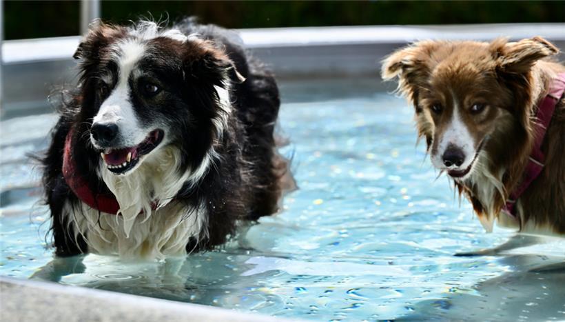 20230903 Dudelange , piscine , baignade pour chiens , Hundebaden , Foto: Editpre...