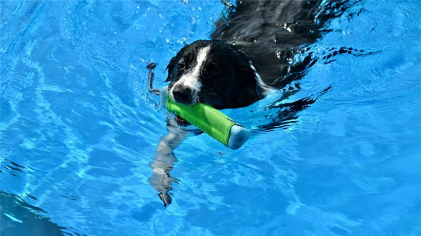 20230903 Dudelange , piscine , baignade pour chiens , Hundebaden , Foto: Editpre...
