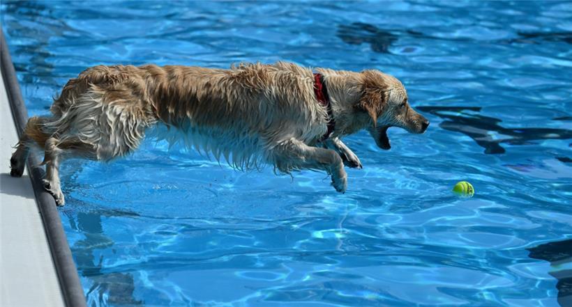 20230903 Dudelange , piscine , baignade pour chiens , Hundebaden , Foto: Editpre...