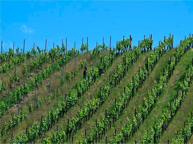 2025 verbrachten wir einige Stunden im Weinberg, manchmal sogar ganz allein, so wie Cédric hier
