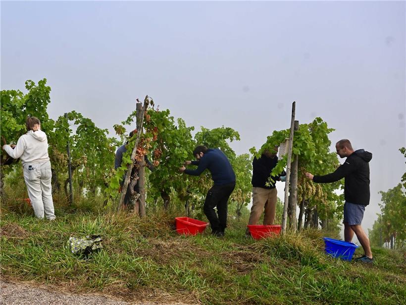 239 Arbeitsstunden am Projekt mit viel Herzblut, zeigt engagiertes Team und intensive Zusammenarbeit im Büro.