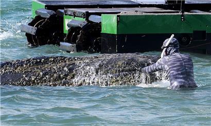Meeresbiologe Robert Marc Lehmann untersucht gestrandeten Buckelwal an Timmendorfer Strand, Schleswig-Holstein, Ostsee, 26.03.2026.
