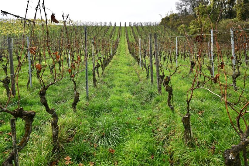30 Ar misst die Parzelle des Domaine Tageblatt auf dem Galgenberg in Remich
