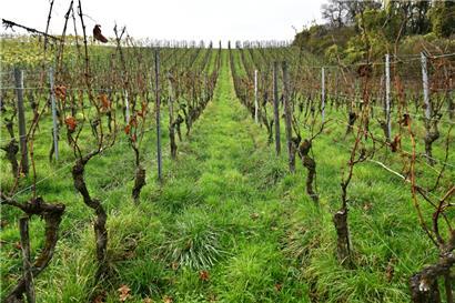 30 Ar misst die Parzelle des Domaine Tageblatt auf dem Galgenberg in Remich
