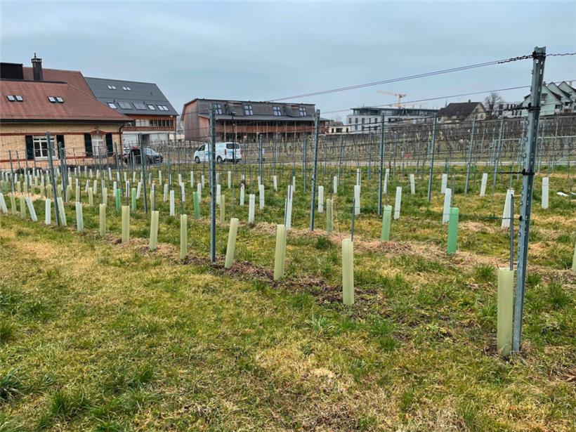 300 neue Rebstöcke wurden in den vergangenen Jahren aus der Urrebe veredelt