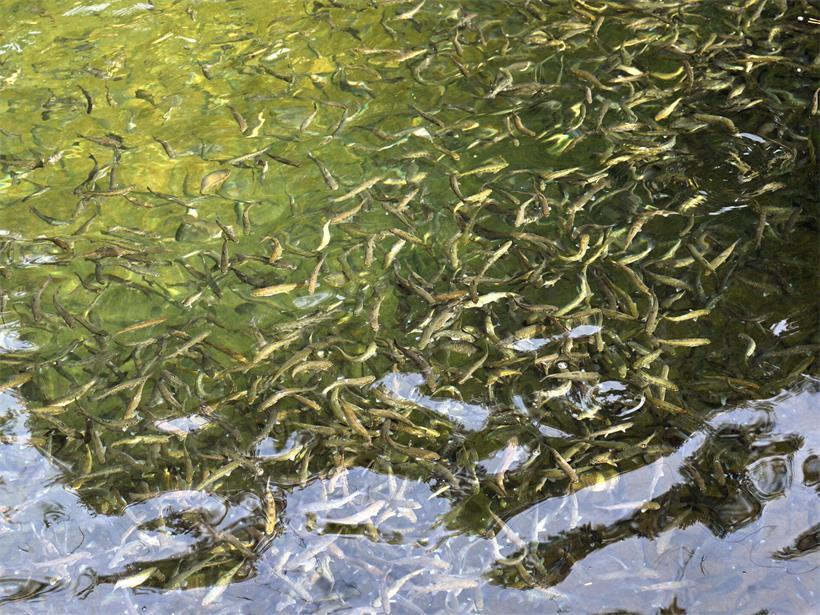 400.000 bis 500.000 Forellen werden jährlich ausgesetzt, die aus der Fischzucht in Lintgen stammen – je jünger, desto besser können sie sich anpassen