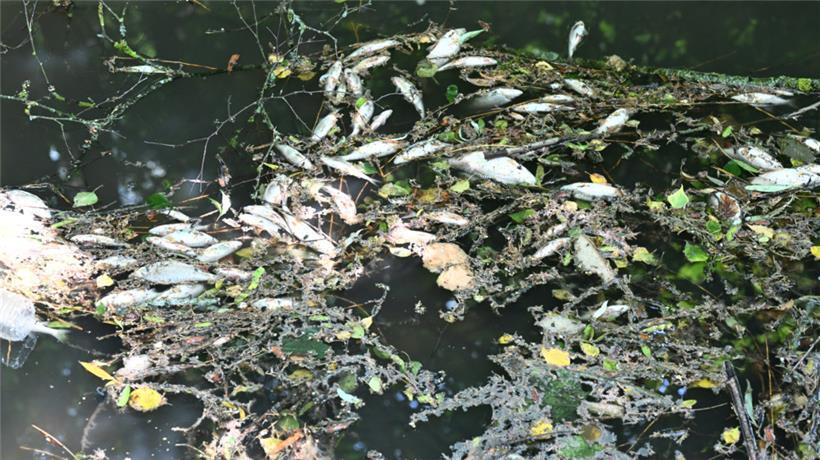 60 Kilogramm tote Fische zogen Mitarbeiter der Gemeinde Esch aus der Dipbech
