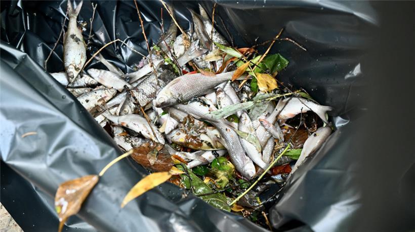 60 kg tote Fische wurden am Montag aus der Dipbech gezogen
