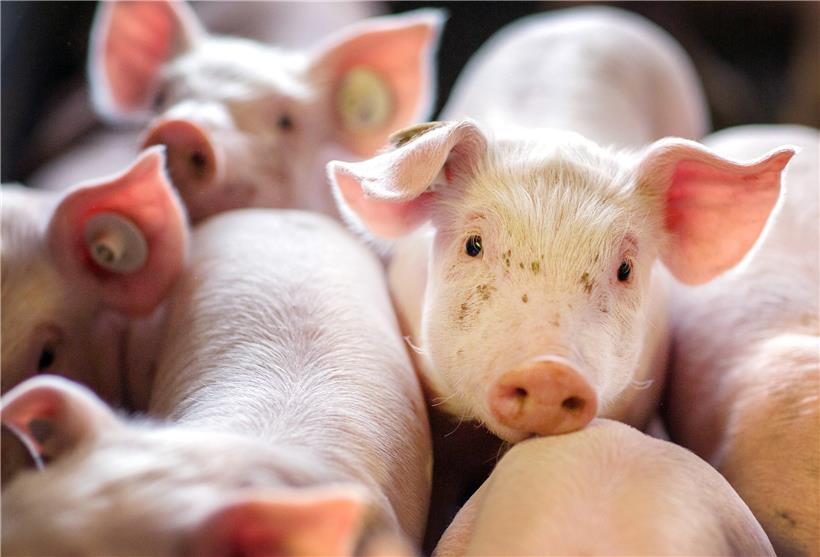 600 Ferkel verletzen sich bei einem Brand eines Stalles in Heiderscheid so sehr, dass sie getötet werden müssen.
