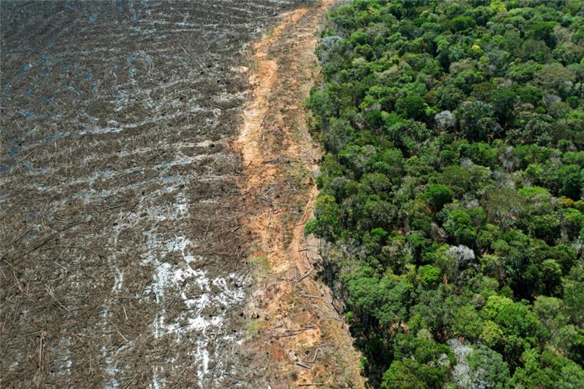Abgeholzter Tropenwald in Brasilien: Amazonas-Regelwald könnte sich in Savanne verwandeln
