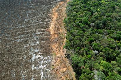 Abgeholzter Tropenwald in Brasilien: Amazonas-Regelwald könnte sich in Savanne verwandeln
