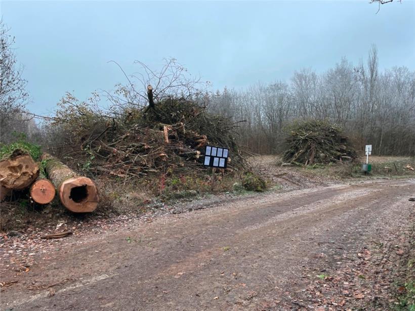 Abholzung im Zämerbësch. Hier soll das Materiallager der zukünftigen Baustelle f...