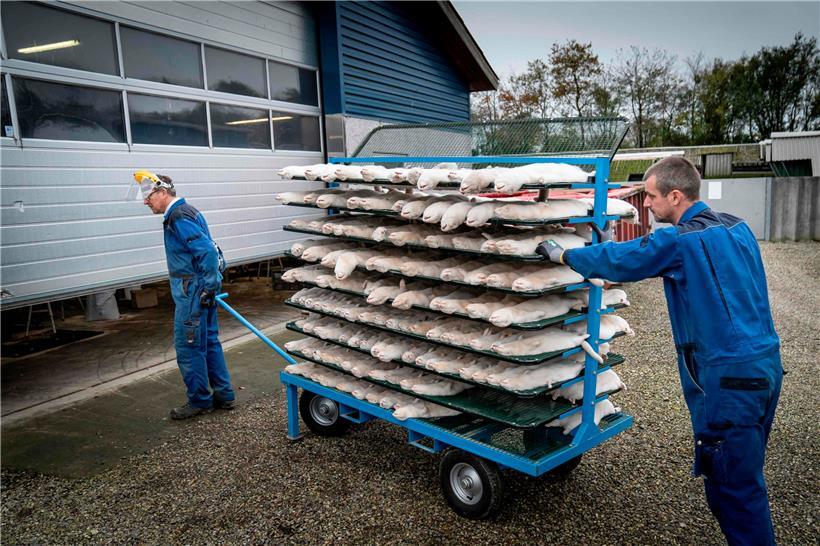 Abtransport getöteter Nerze im vergangenen November – jetzt drohen die verscharrten Kadaver das Grundwasser zu verseuchen
