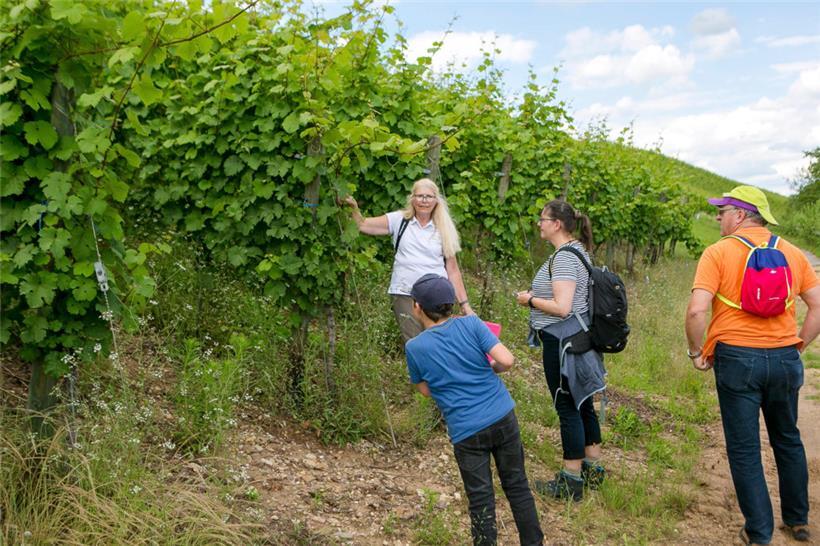 Aktiver Önotourismus: An der Mosel lässt sich bei einer Wanderung durch die Weinberge vieles über die Entstehung der späteren edlen Tropfen lernen
