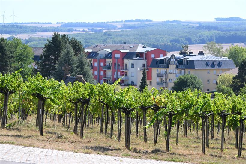 Aktuell leiden vor allem junge Rebstöcke unter der Trockenheit, da sie in ihrem Wachstum gebremst werden
