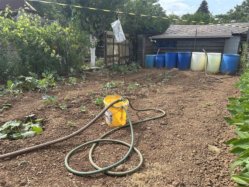 Schrebergärten: Kampf gegen die Wasserknappheit auf dem „Gaalgebierg“ Albertos Auffangsystem mit Schläuchen und Pumpen kann seinen ausgetrockneten Kohlköpfen nicht mehr viel helfen