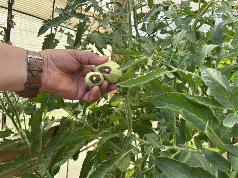 Schrebergärten: Kampf gegen die Wasserknappheit auf dem „Gaalgebierg“ Alessandros Tomaten bilden schwarze Flecken durch Hitze und Wassermangel