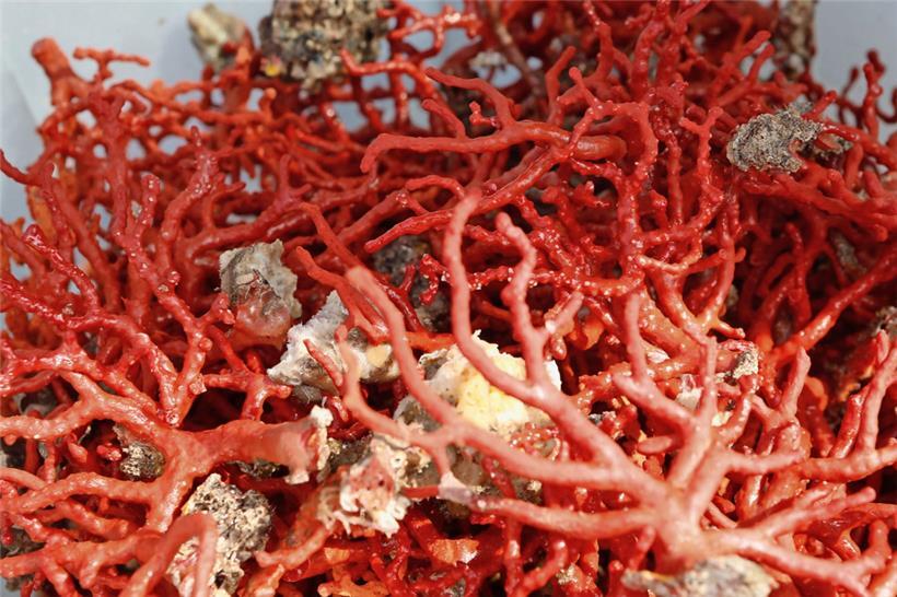 Allein in den Jahren 2009 bis 2018 wurden 14 Prozent der weltweiten Korallenriffe durch den Klimawandel zerstört
