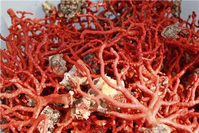 Allein in den Jahren 2009 bis 2018 wurden 14 Prozent der weltweiten Korallenriffe durch den Klimawandel zerstört
