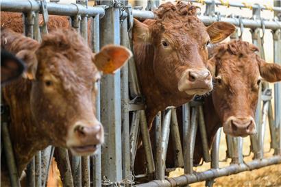 Biobauer in Tüntingen mit ökologisch gehaltenen Rindern auf Weide, nachhaltige Landwirtschaft in Europa, 7 Prozent Bio-Rinderanteil