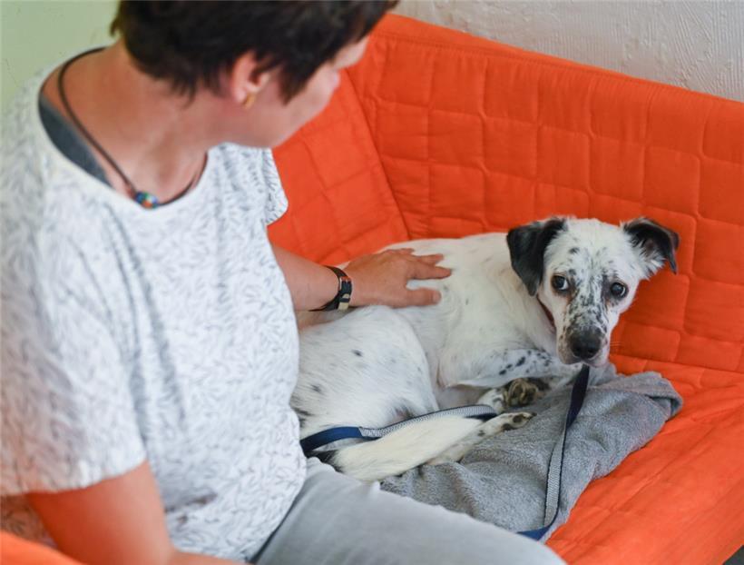 Alljährlicher Ärger für viele Haustierbesitzer: Die Böllerei an Silvester verschreckt Hunde – aber auch andere Kleintiere
