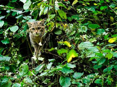 Als Lebensraum bevorzugt die Wildkatze ungestörte, strukturreiche Mischwälder