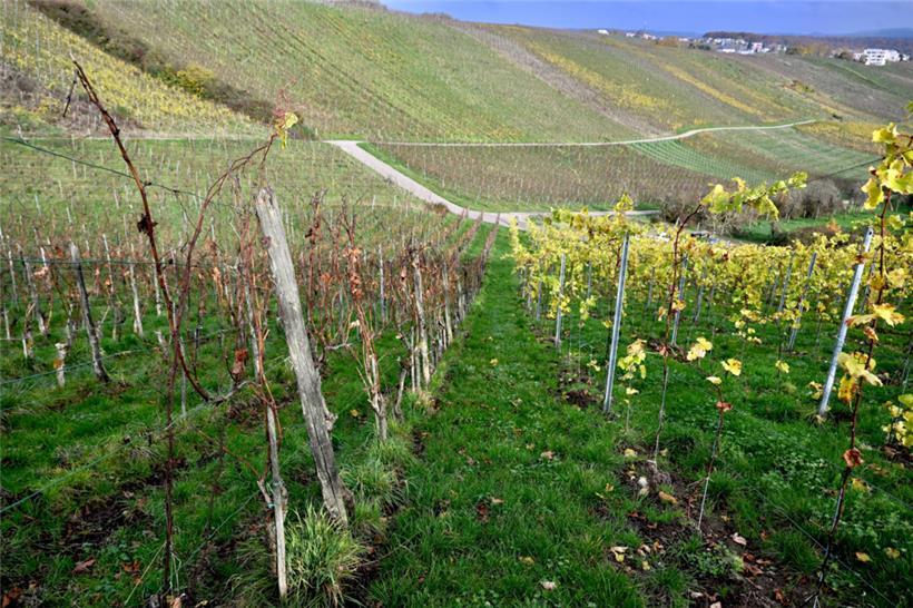 Alte und junge Reben: An unsere Parzelle (links) grenzt ein ganz junger Weinberg...