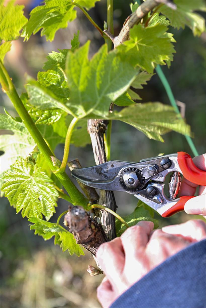 Am Anfang ist der Schnitt noch zögerlich
