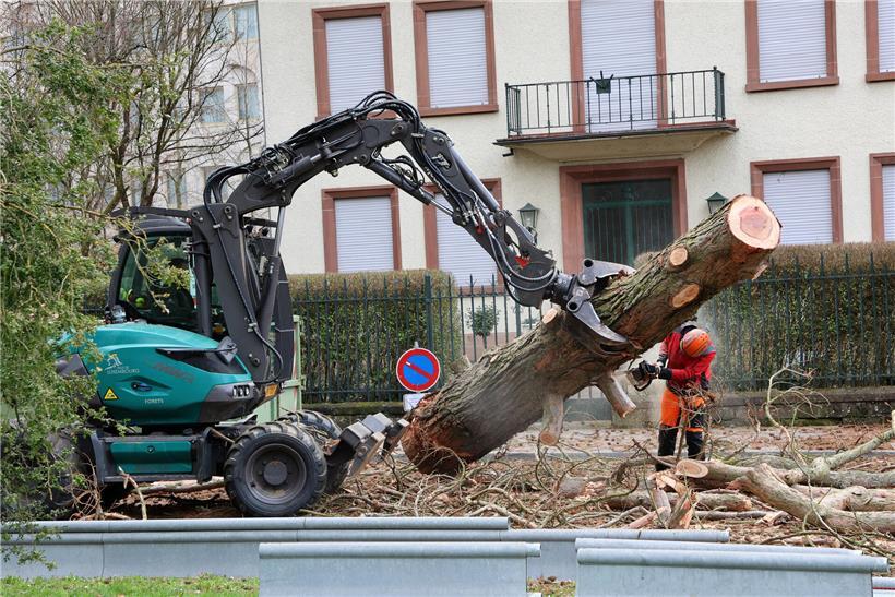 Stammstück am Boden wird zugeschnitten und bearbeitet für einfachen Abtransport im Forstbetrieb