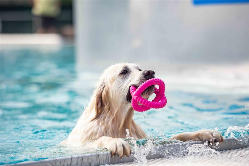 Am Hundebadetag in Befort können Herrchen und Frauchen jedes Jahr mit ihrem Vierbeiner in den Pool springen
