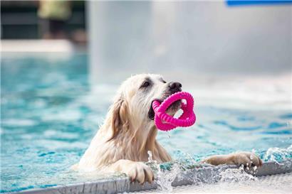 Am Hundebadetag in Befort können Herrchen und Frauchen jedes Jahr mit ihrem Vierbeiner in den Pool springen

