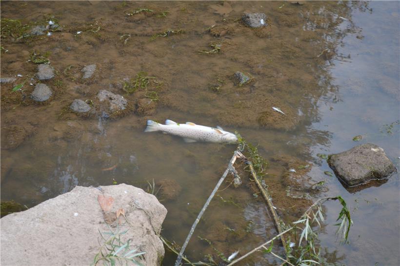 Am Samstagabend war das Wasser des Seitenarms der Attert trübe und mit Fischkadavern übersät
