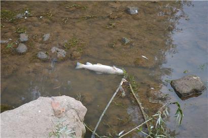 Am Samstagabend war das Wasser des Seitenarms der Attert trübe und mit Fischkadavern übersät
