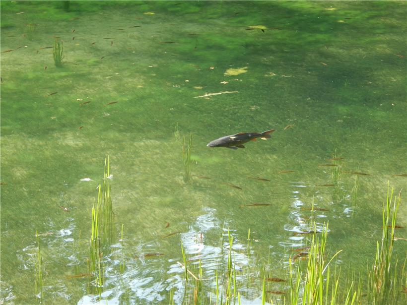 Am Weiher ist das Wasser ist glasklar, die Fische scheinen in ihm zu schweben.
