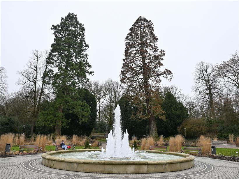 Rund 150 Jahre alter Riesenmammutbaum wird am Wochenende gefällt