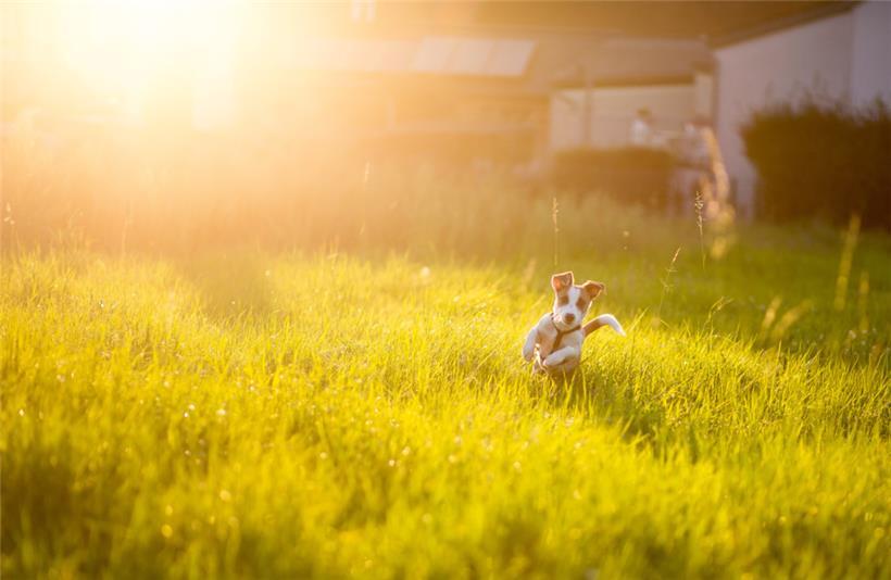 Am liebsten tollen Vierbeiner ohne Leine über offene Felder und Wiesen. Wenn Frauchen und Herrchen dabei allerdings keine Rücksicht nehmen, kann das Schäden für die Natur und andere Tiere bedeuten.
