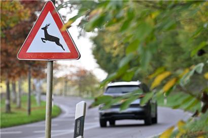 An manchen Stellen warnen nicht ohne Grund Straßenschilder davor, dass dort wilde Tiere die Fahrbahn überqueren könnten. An diesen Orten gilt es, besonders achtzugeben.
